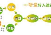 听力是如何产生的