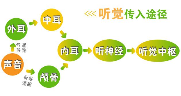 听力是如何产生的