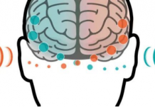 大脑交叉融合功能